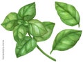 Basil green branch